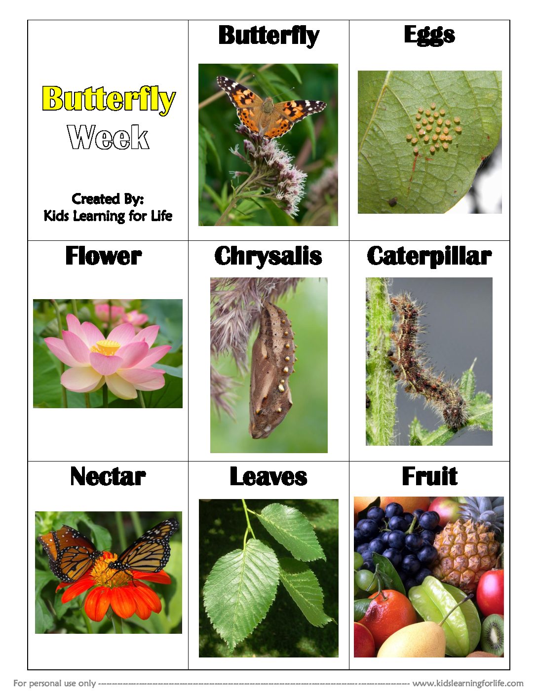 butterfly-theme-vocabulary